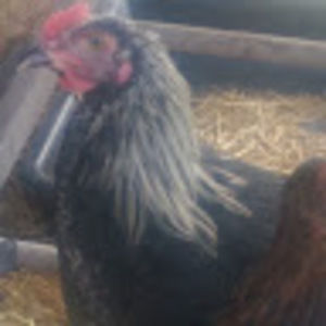 Meet your Posher, Corinne